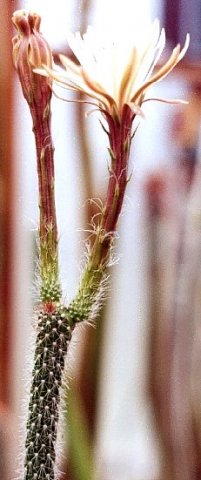 Nyctocereus_serpentinus